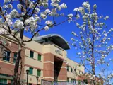 City hall in the background with tree spring blooms in foreground